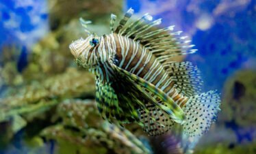Acuario Mundo Marino | Santa Marta