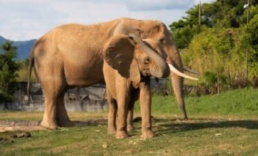 Bioparque Ukumarí | Pereira