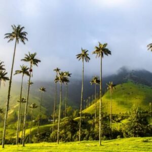 Salento+ Valle del Cocora desde Pereira