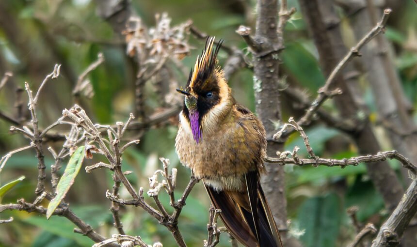 El Chivito de Páramo: El Colibrí Endémico del Parque Los Nevados