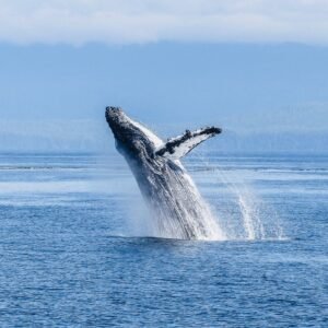 Avistamiento de ballenas en el Pacífico /Reserva Aguamarina
