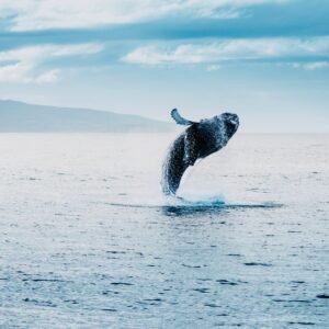Avistamiento de ballenas en el Pacífico /hotel Costa Real